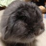 Profilbild von ビスケ