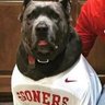 Daaa_Sooners 的头像