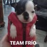 Perrito con chaleco profil fotoğrafı