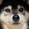 kyo profil fotoğrafı
