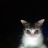 แมวฉ้ม's profile picture