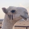 Profilbild von ابو حمد