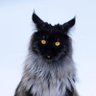 Profilbild von Cyan Cherry