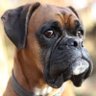 Mr Boxer Dog 的头像