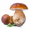 Фото профиля Mushroom Kenya
