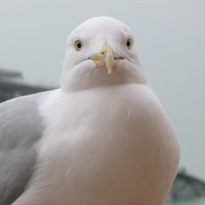EricEatsPickles ๐ฒ's profile picture