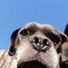 Profilbild von Cubanito Recuperado