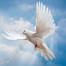The Spirit Is the Witness 的头像