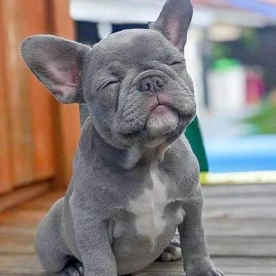 Frenchie_dogs's profile picture