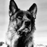 Augie and Jaeger: two furry maniacs that own me.'s profile picture