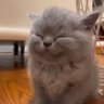 Cat With Sad Vibes's profile picture