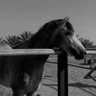 عزيز 💤.'s profile picture