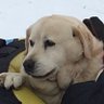 yellowdog profil fotoğrafı