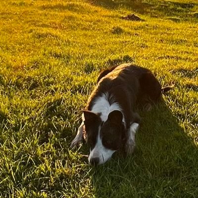 Ampandrew's profile picture