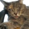 Фото профиля Purring Bussycat