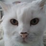 laidbackhack's profile picture