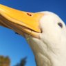 Valerie profil fotoğrafı