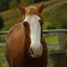 Pauline Arnold's profile picture