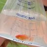 🍢🐠A Garnet Goldfish🐠🍢 的头像