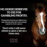 BAN ALL HORSE RACING IN AUSTRALIA & WORLDWIDE !! profil fotoğrafı