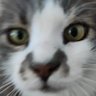 Profilbild von Υφαλος
