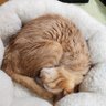 一宮市のミーちゃん profil fotoğrafı