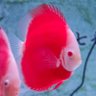 Profilbild von 香菇XO醬