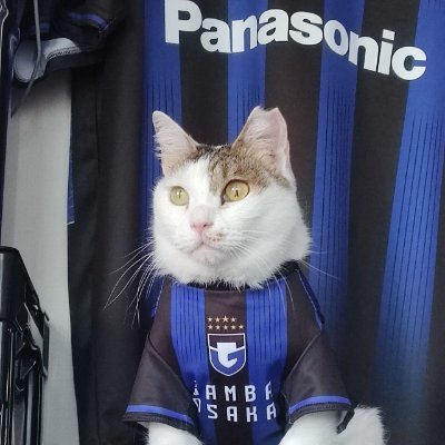 🐈ねこガンバ🐈's profile picture
