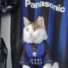 🐈ねこガンバ🐈 的头像