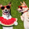 Out of Context Pets's profile picture