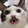 dunia kucing ็ๅคดๅ