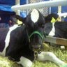 ⌘チャンピー⌘@HOLSTEIN Love🐈🥺🐄🌱💧 profil fotoğrafı