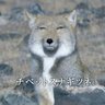 きの☆した 的头像