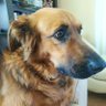 pelasia's profile picture
