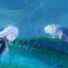 しろんふらっと 的头像