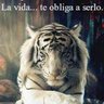Profilbild von A+Animal