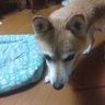 武蔵家綾瀬mokaの飼い主！ 的头像