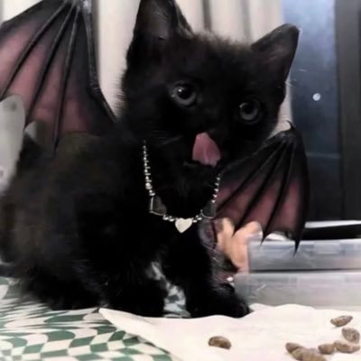puppyor？'s profile picture