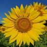 Profilbild von Sunflower60