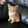 SinBur's profile picture