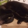 Iris's profile picture