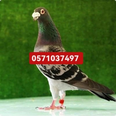 Rokia__naser's profile picture