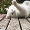 Mel Marcello profil fotoğrafı