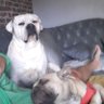 alfie n Roccos Da 🏴🇮🇪🍀's profile picture