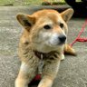 マサ profil fotoğrafı
