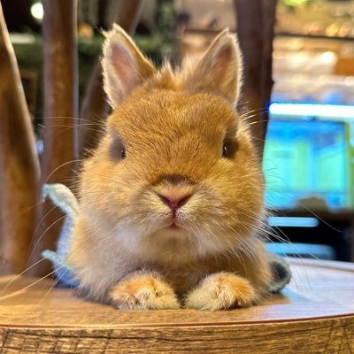 owlcafeparadise's profile picture