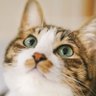 Фото профиля ねこねこねろ🧡