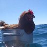 Profilbild von 🐓