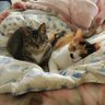 猫大好き's profile picture