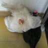 ぴろ's profile picture